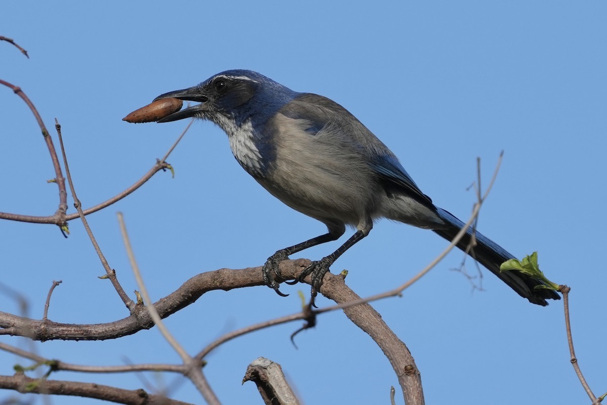 California Scrub-Jay - ML614133501