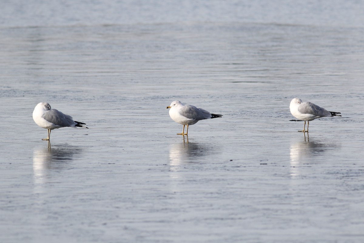 Ring-billed Gull - ML614133513