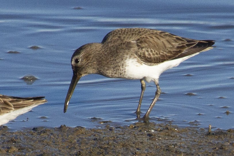 Alpenstrandläufer - ML614133520