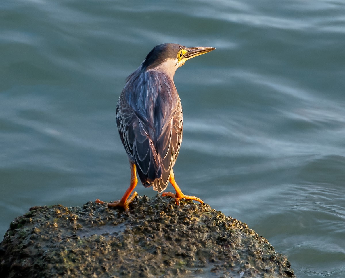 Striated Heron - ML614133537