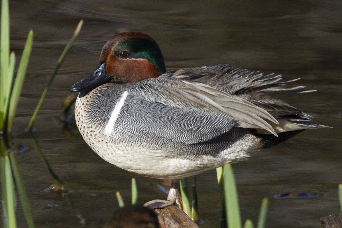 Green-winged Teal - ML614133588