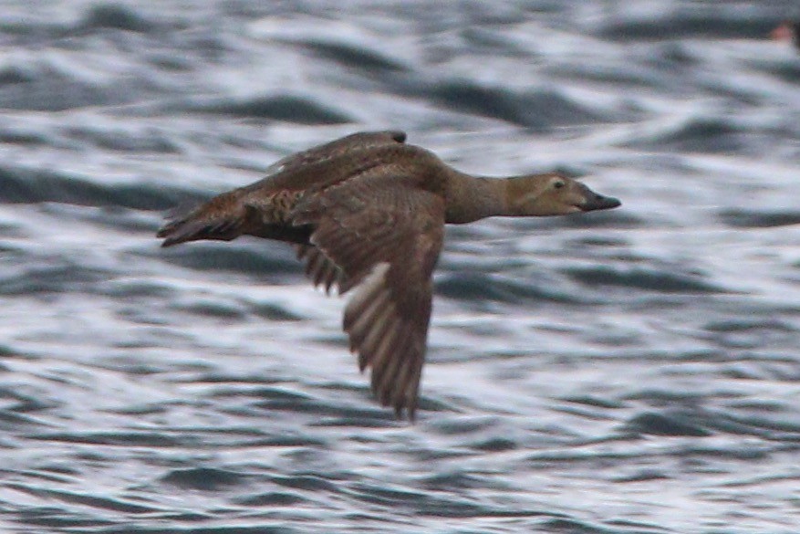 King Eider - ML614133647