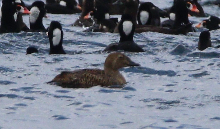 King Eider - ML614133648