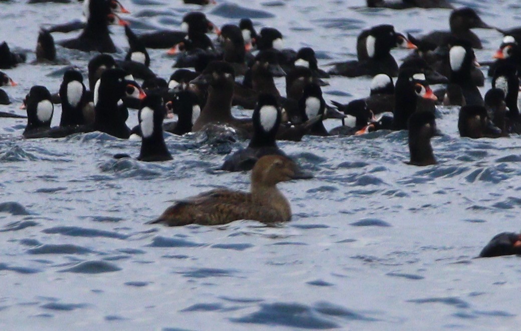 King Eider - ML614133651