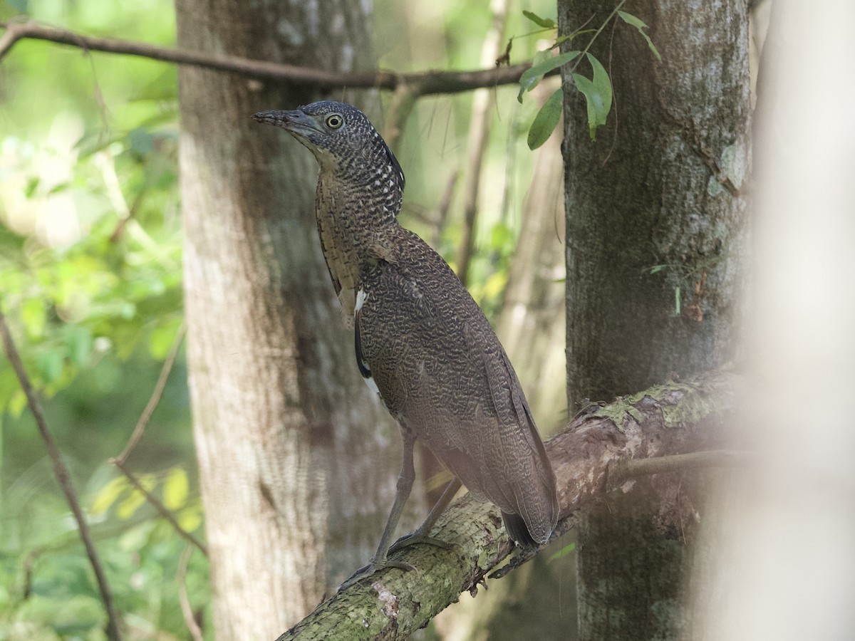 Malayan Night Heron - ML614133669