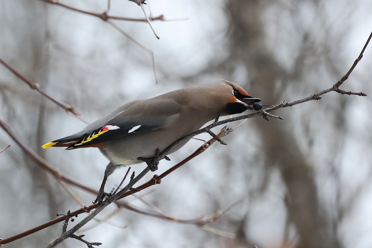 Bohemian Waxwing - ML614133713