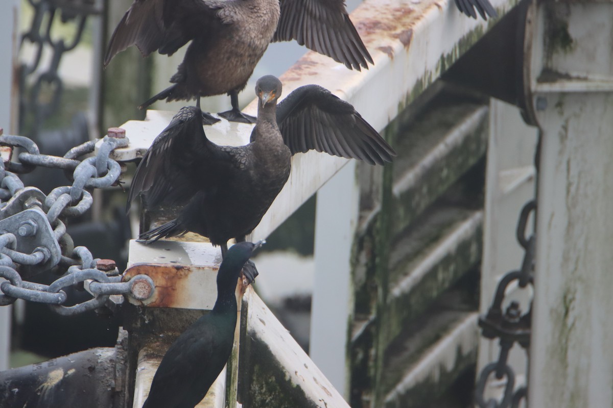 Double-crested Cormorant - ML614133731