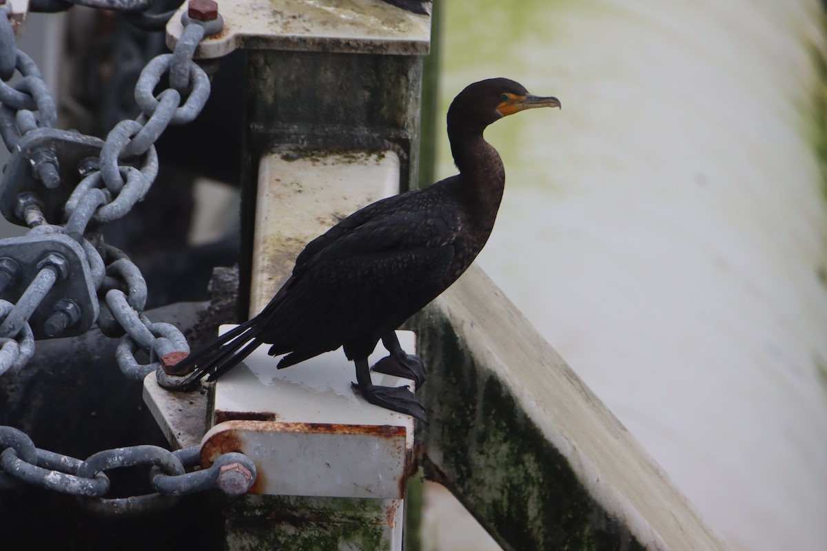 Double-crested Cormorant - ML614133743