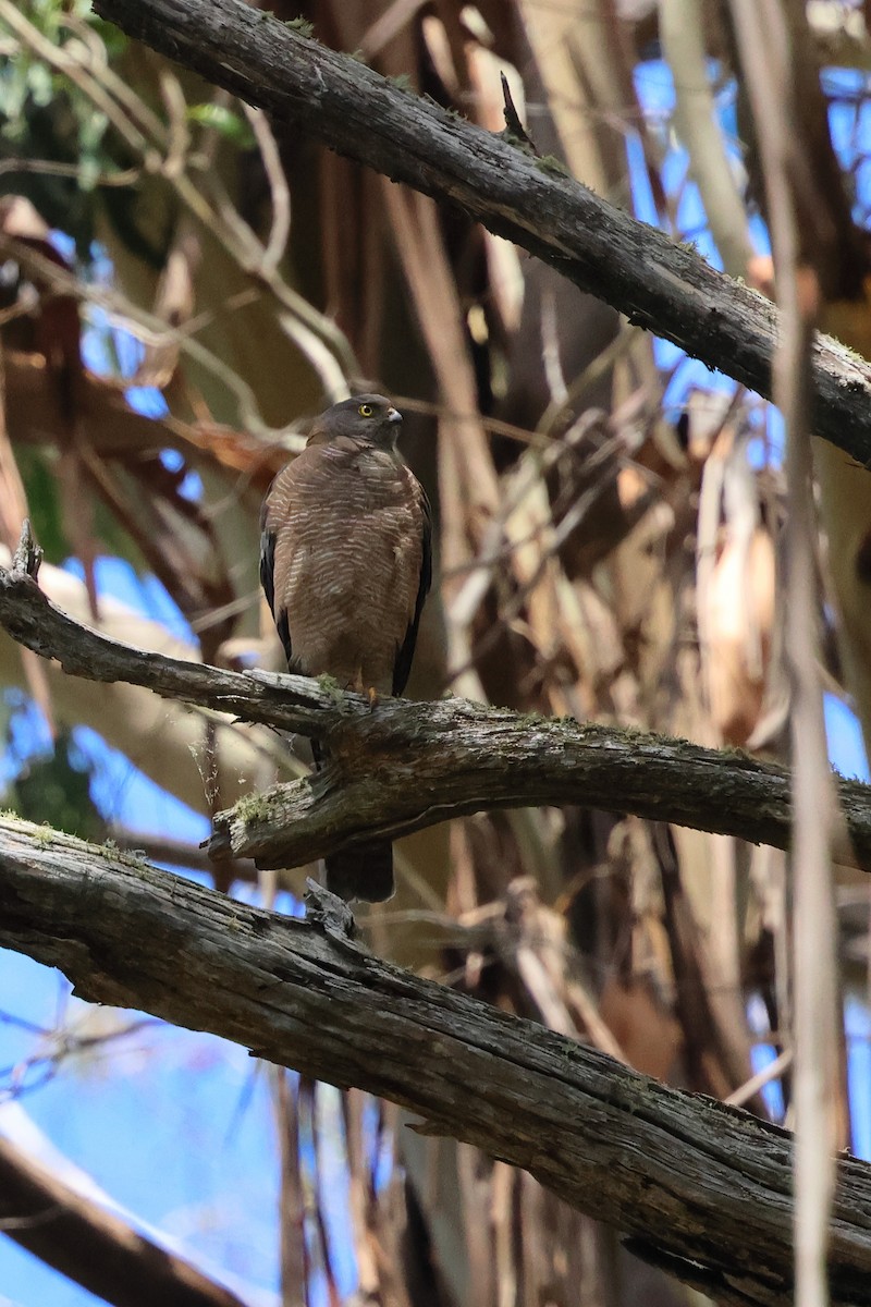 Collared Sparrowhawk - ML614133864