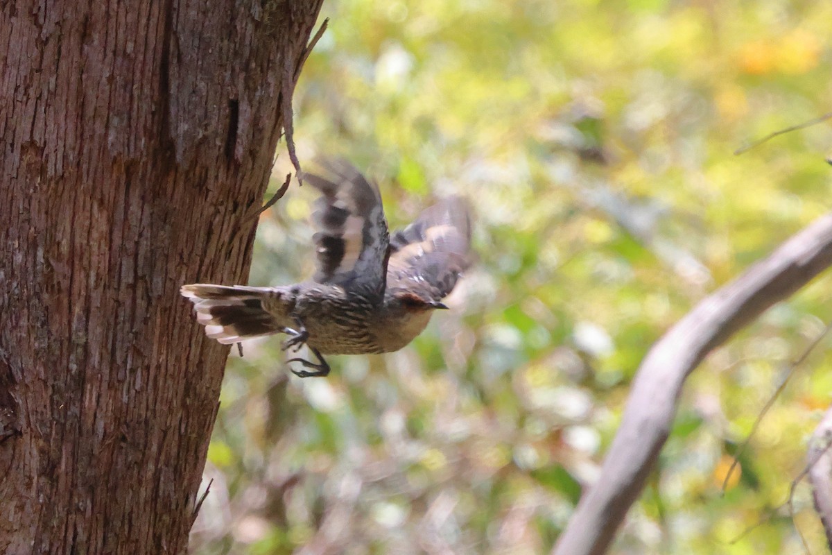 Red-browed Treecreeper - ML614133884