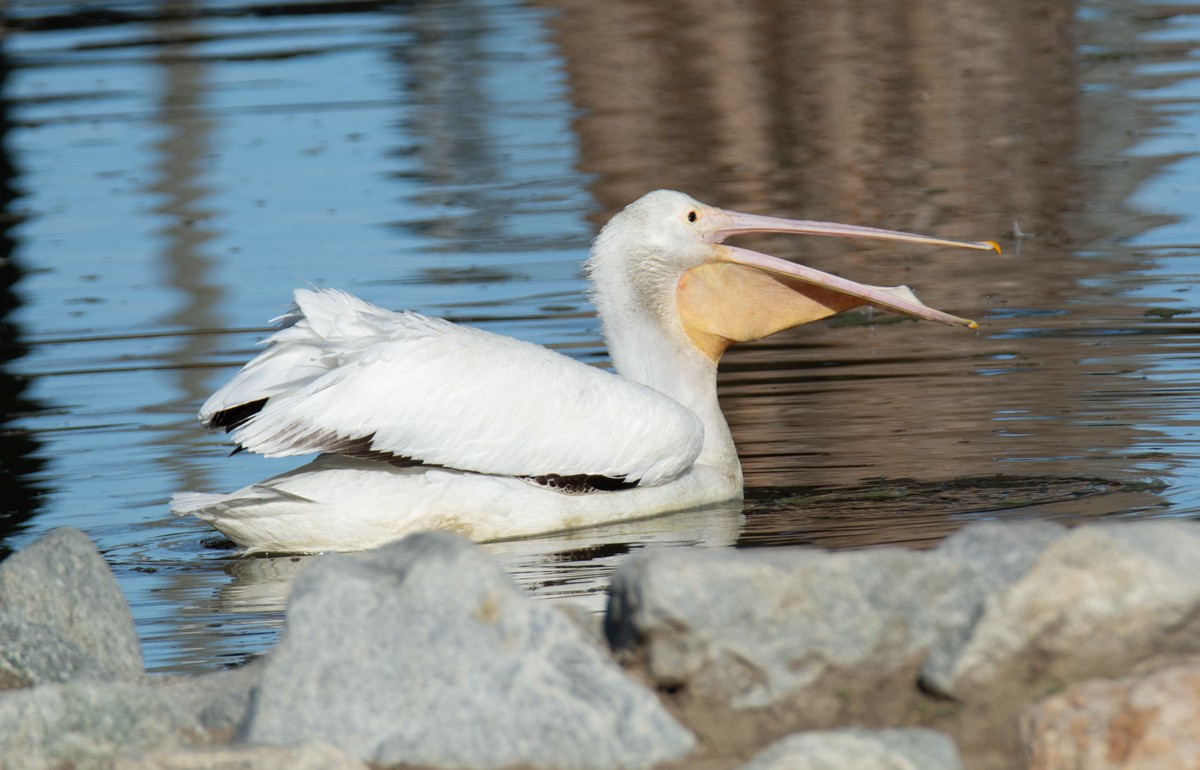 pelikán severoamerický - ML614133977