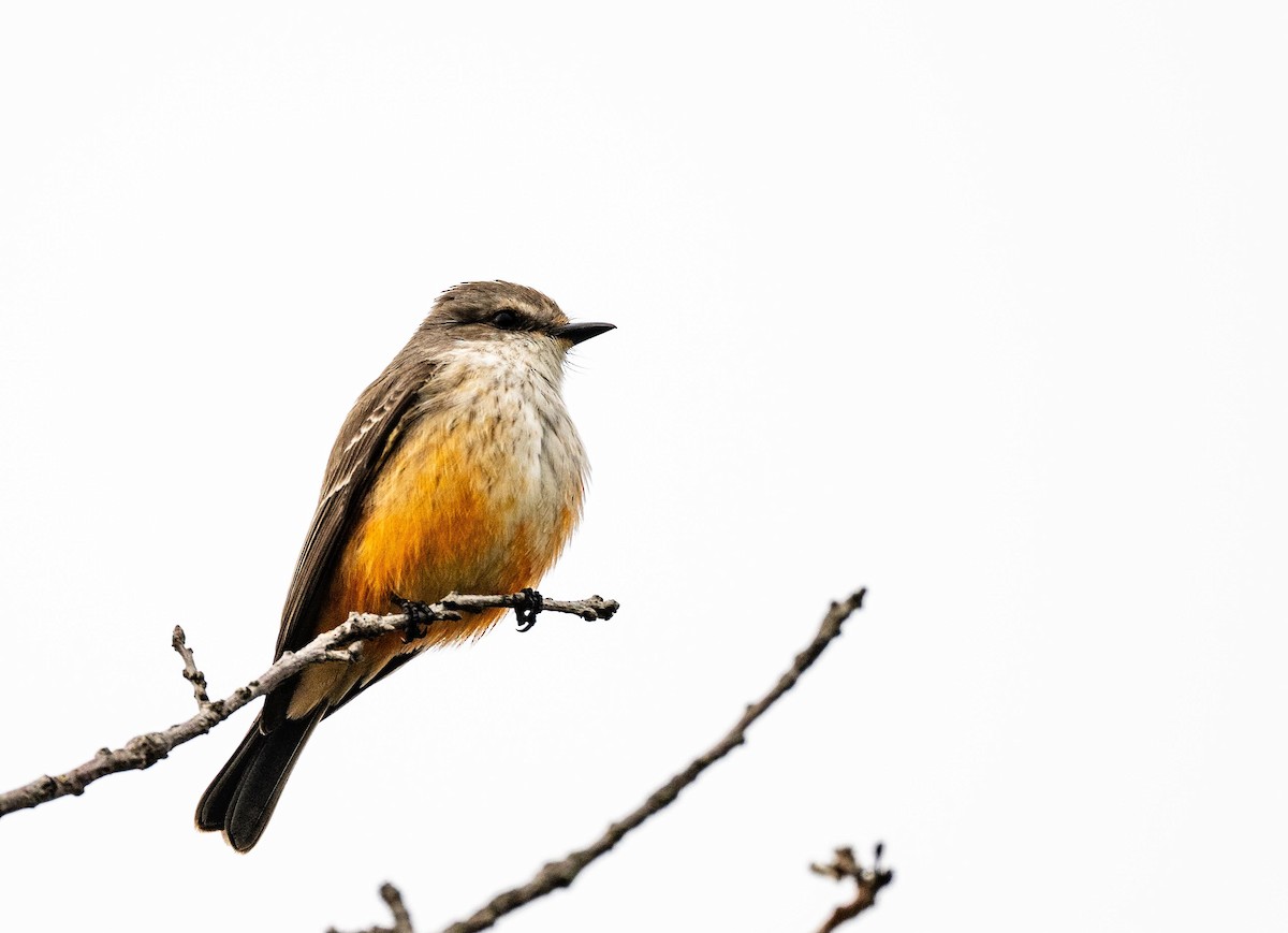 Vermilion Flycatcher - ML614134042