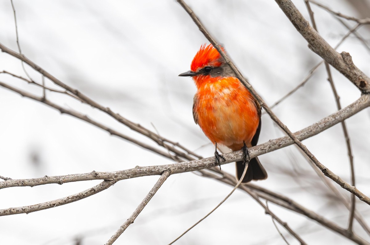 Vermilion Flycatcher - ML614134043