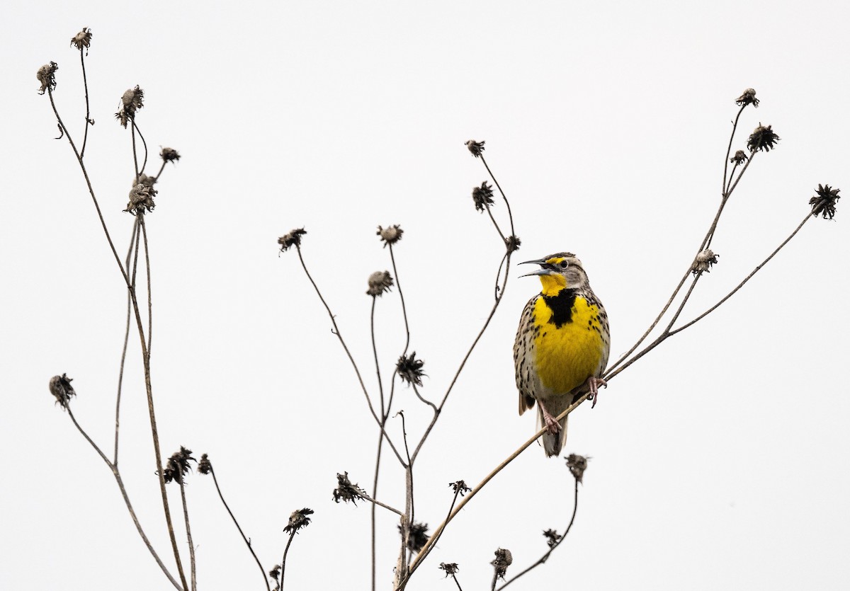 Western Meadowlark - ML614134051