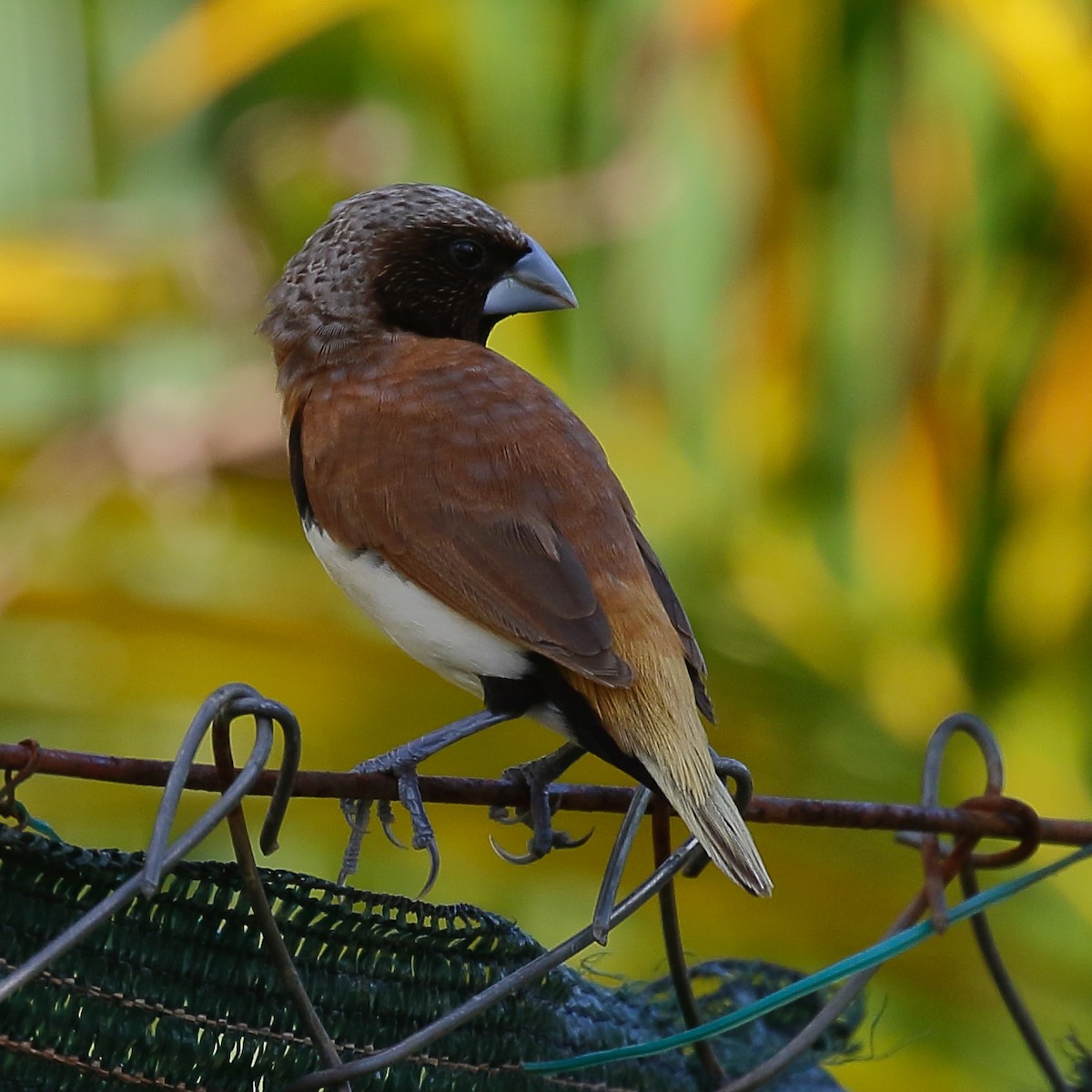 Chestnut-breasted Munia - ML614134065