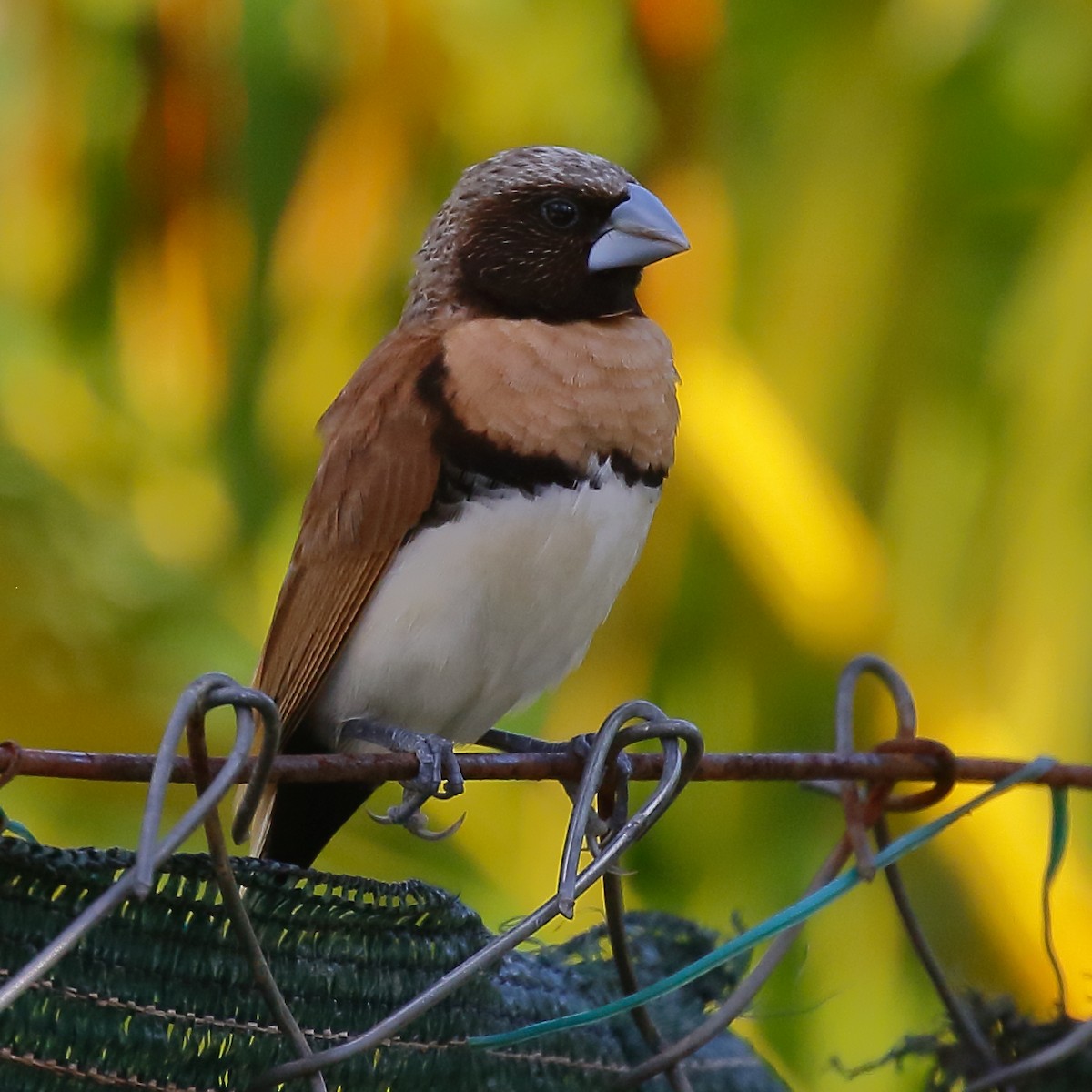 Chestnut-breasted Munia - ML614134066