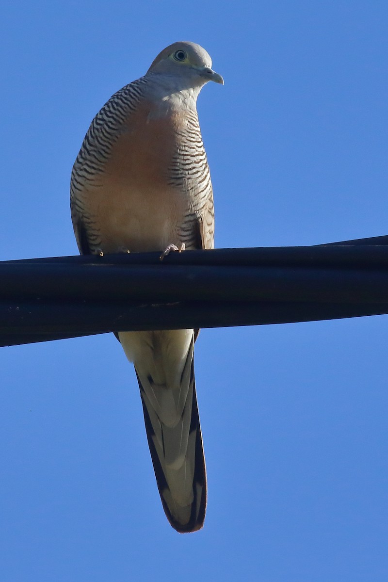 Zebra Dove - ML614134071