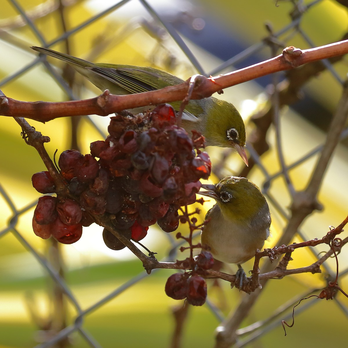 Silvereye - ML614134087