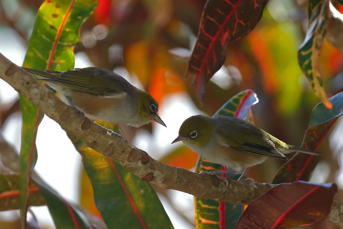 Silvereye - ML614134088