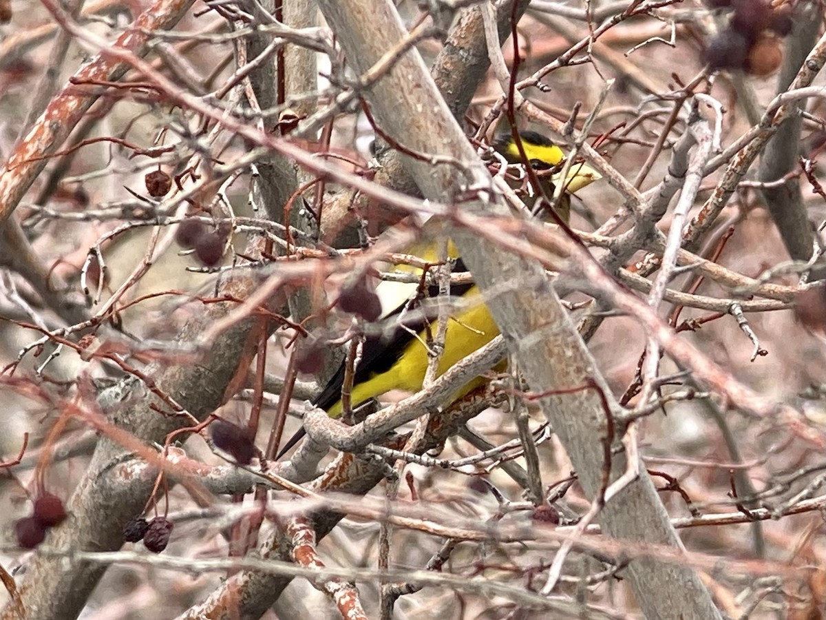 Evening Grosbeak - ML614134105