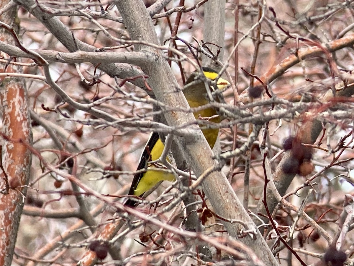 Evening Grosbeak - ML614134107