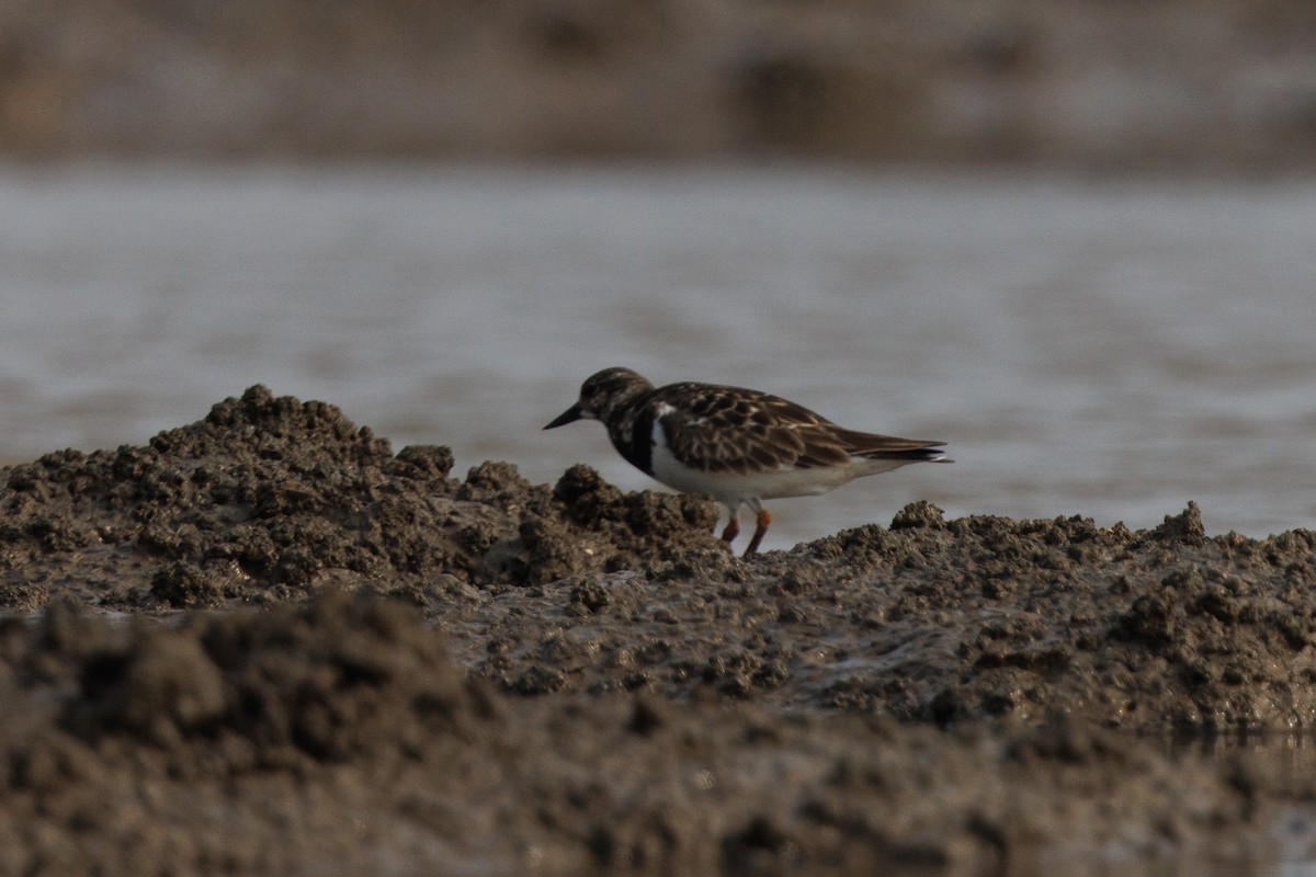 Ruddy Turnstone - Hari K Patibanda