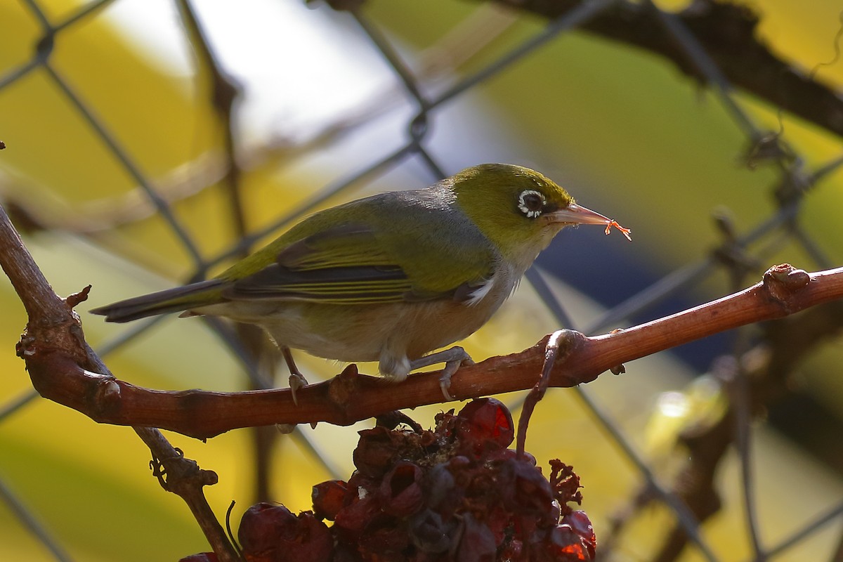 Silvereye - ML614134117