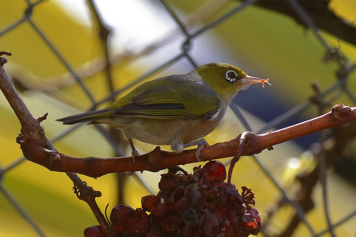 Silvereye - ML614134118