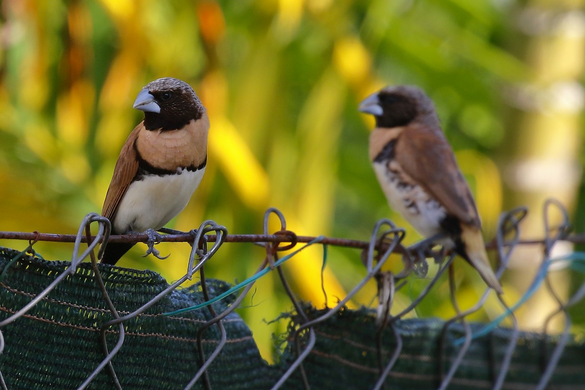 Chestnut-breasted Munia - ML614134133