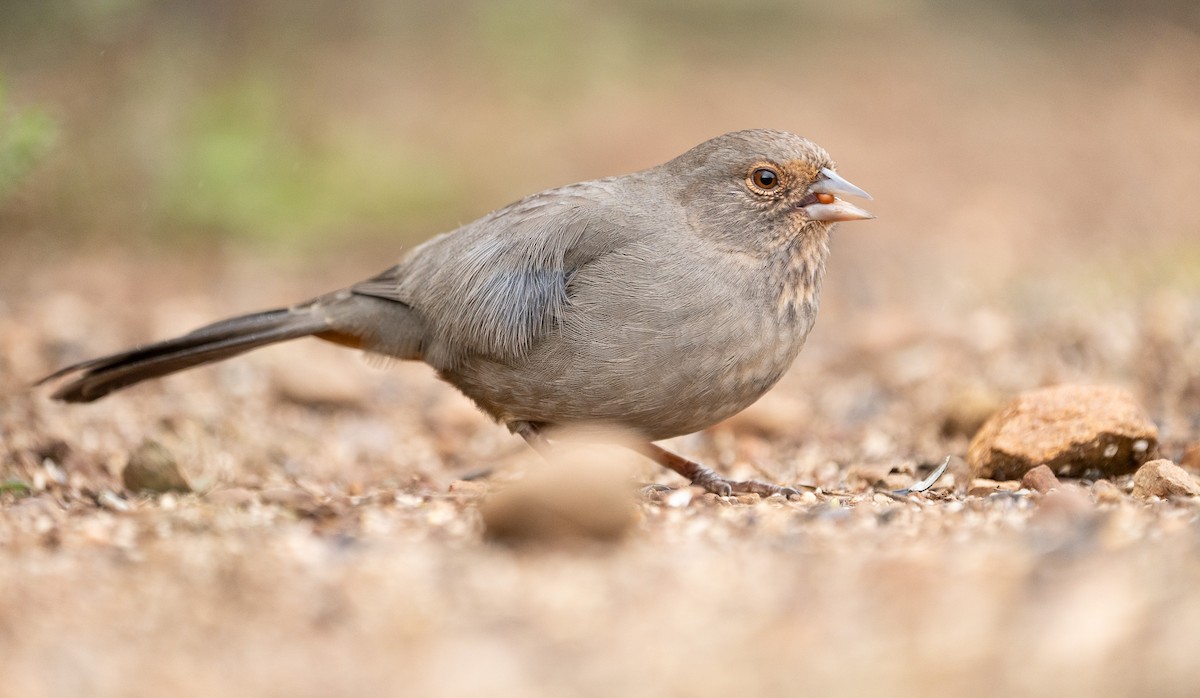 California Towhee - ML614134146
