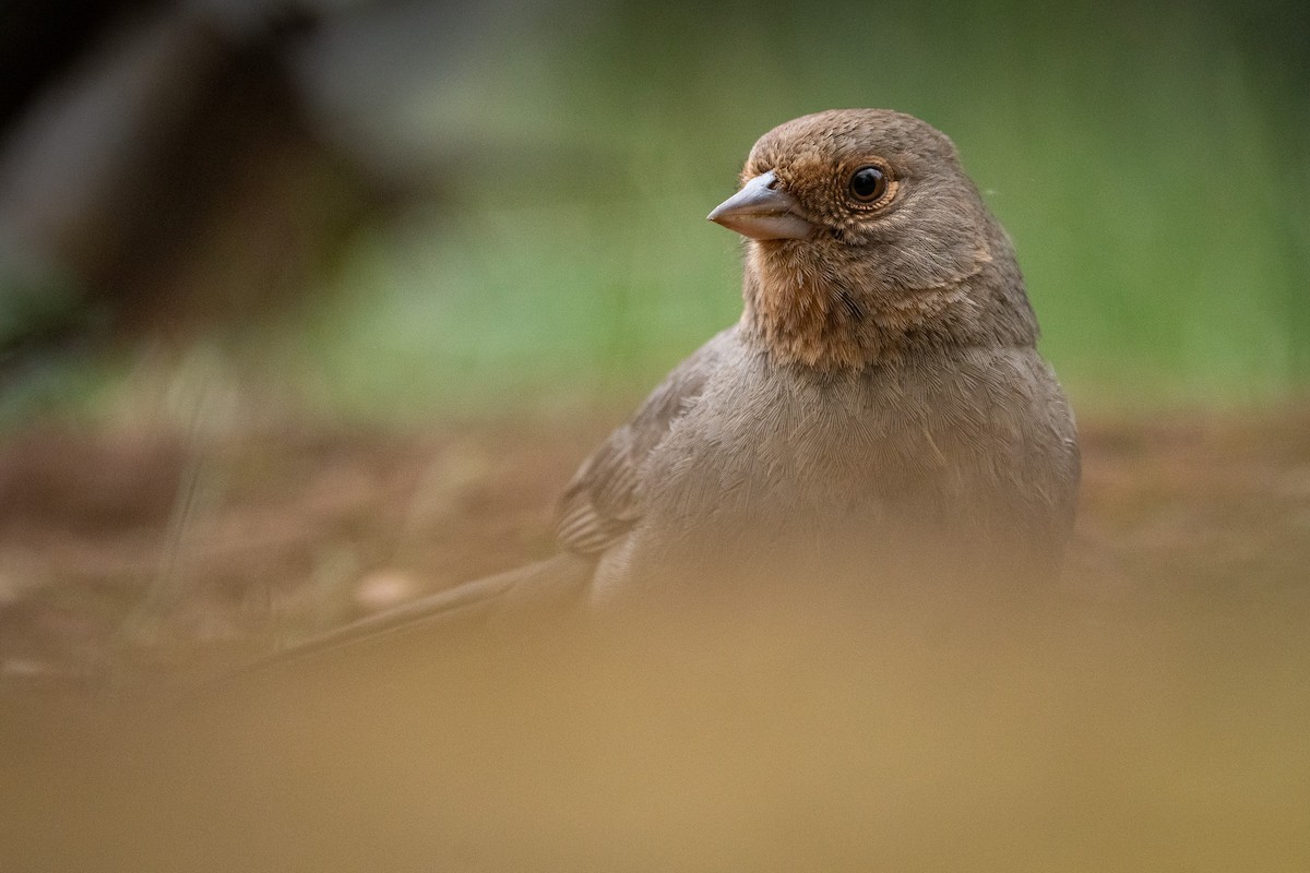California Towhee - ML614134147