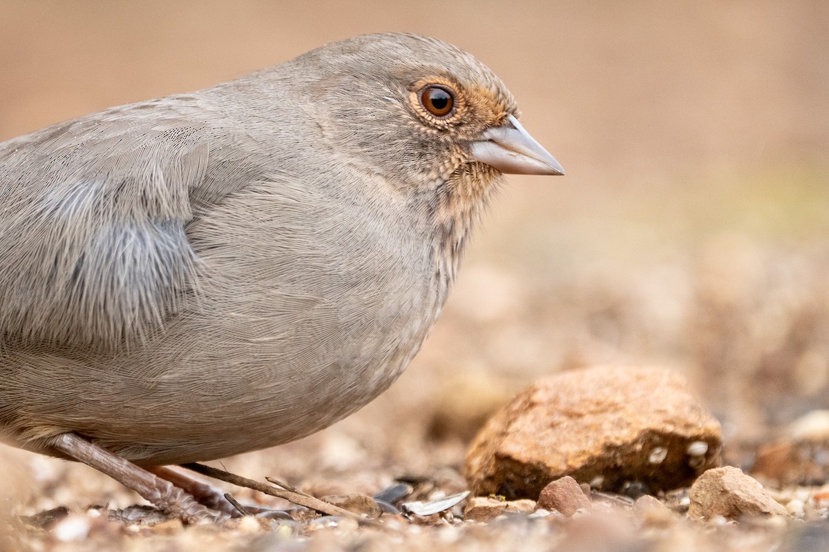 California Towhee - ML614134148