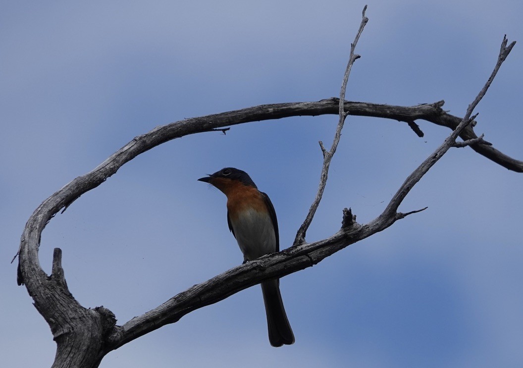 Satin Flycatcher - Jared Bennett