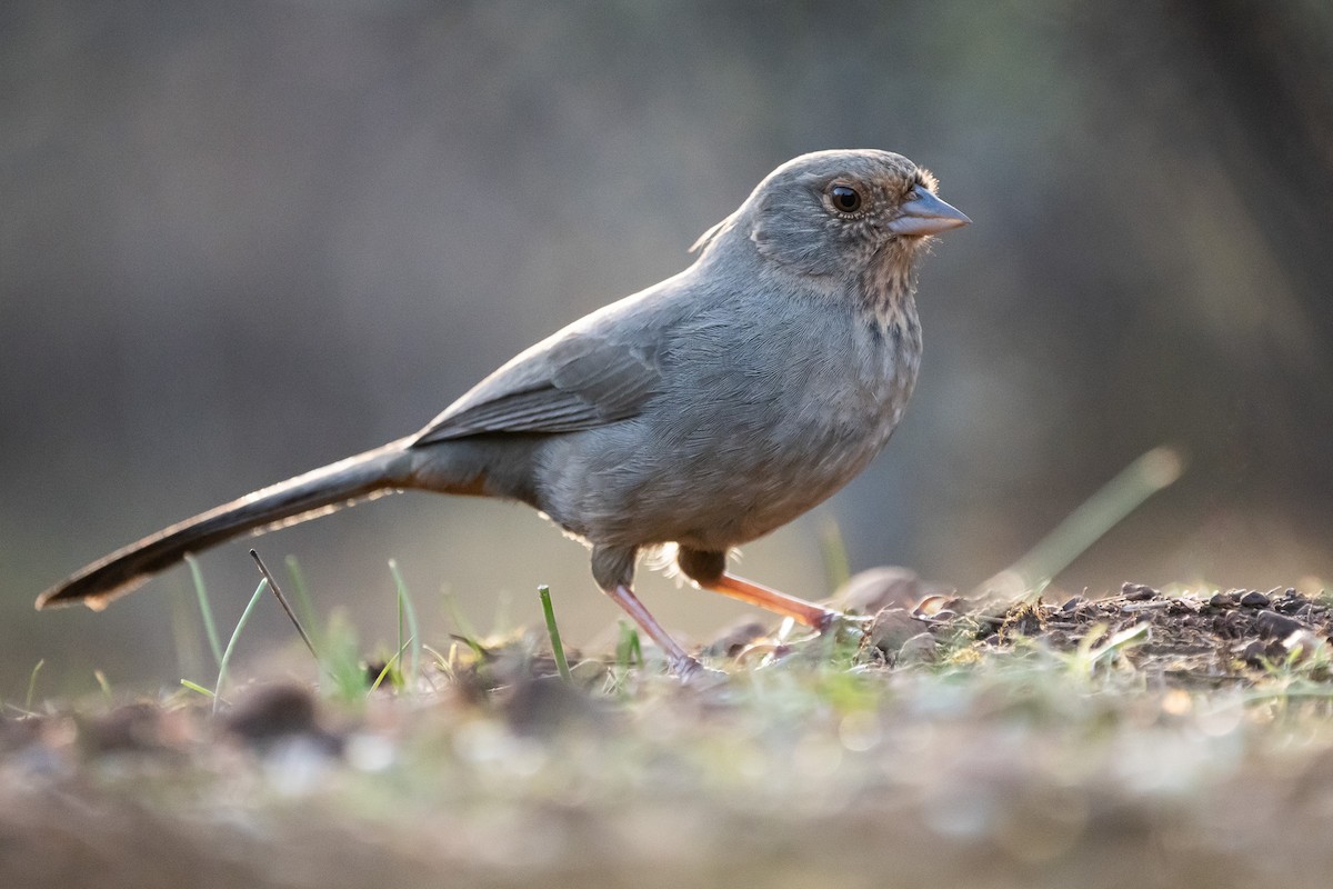 California Towhee - ML614134163