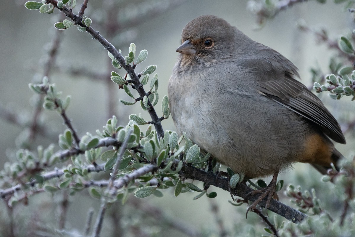 California Towhee - ML614134170