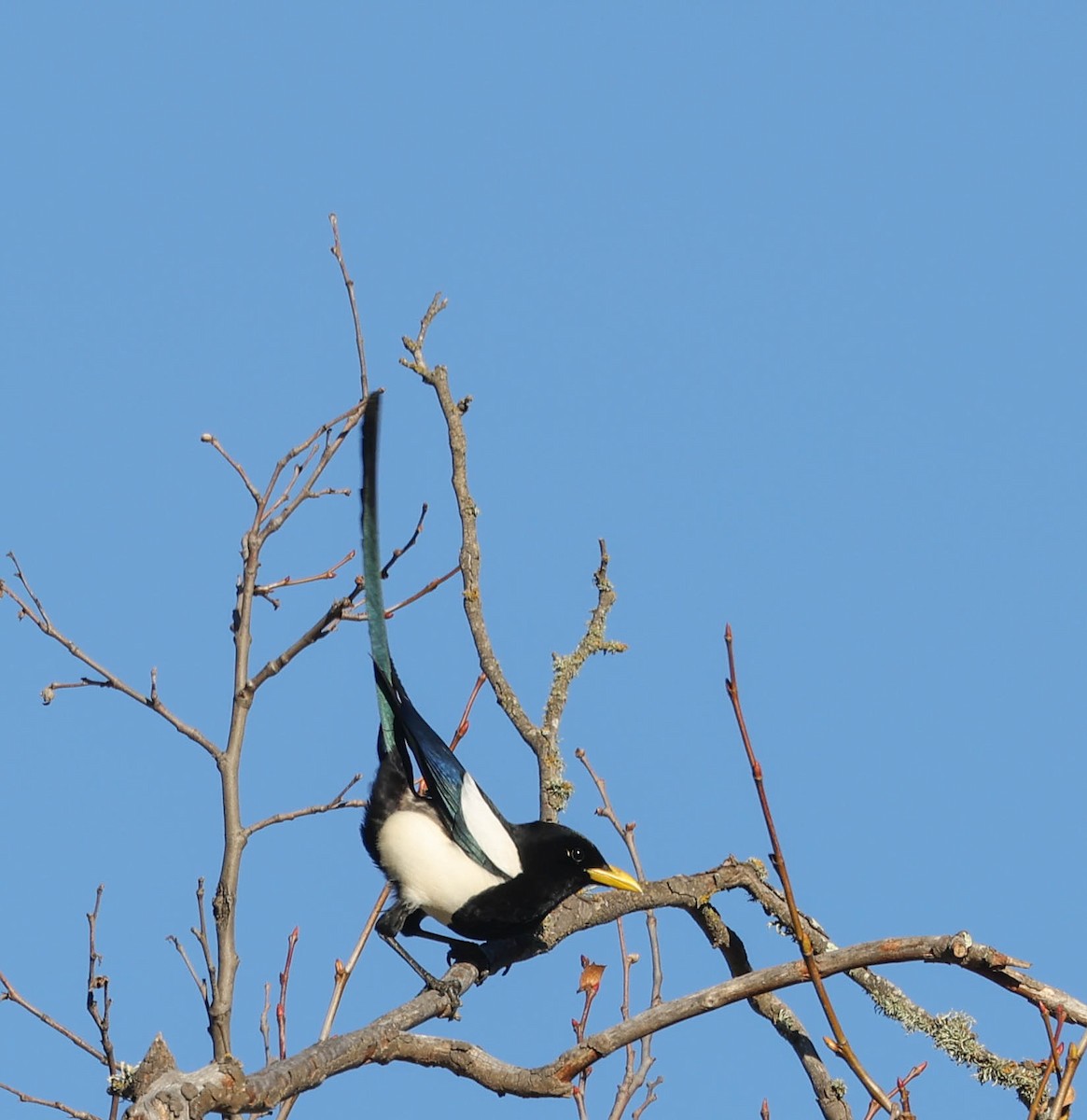 Yellow-billed Magpie - Tracy Drake