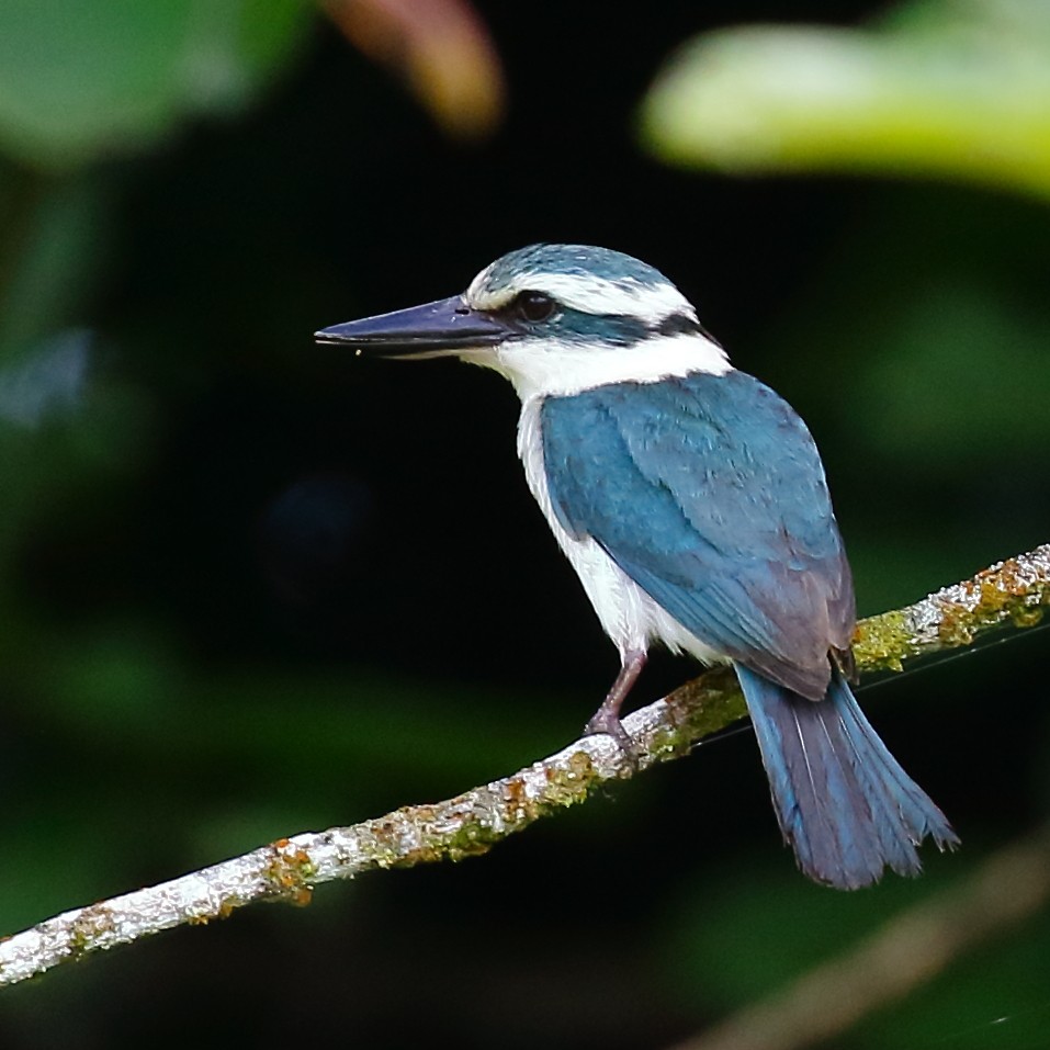 Chattering Kingfisher - ML614134192