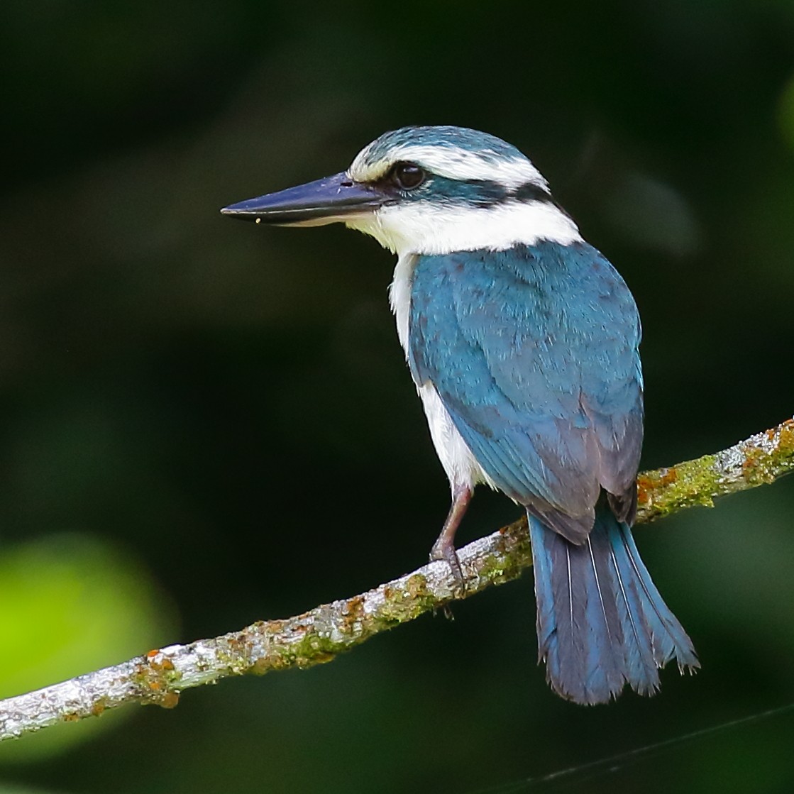Chattering Kingfisher - ML614134193