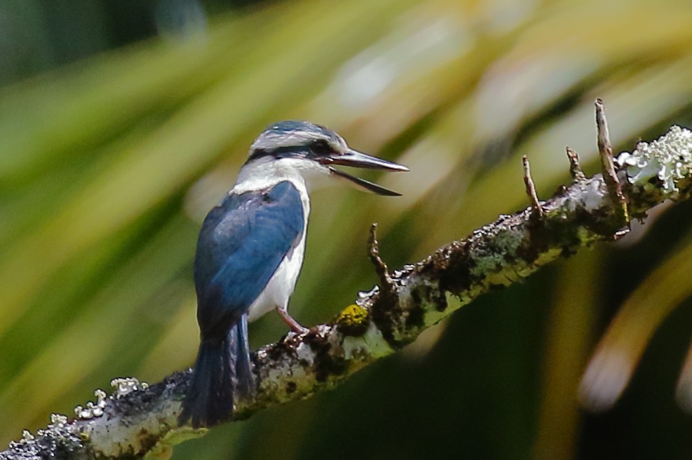 Chattering Kingfisher - Douglas Faulder