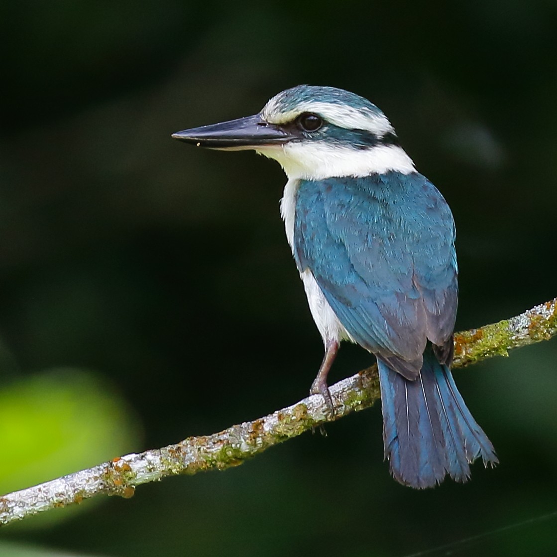 Chattering Kingfisher - ML614134196