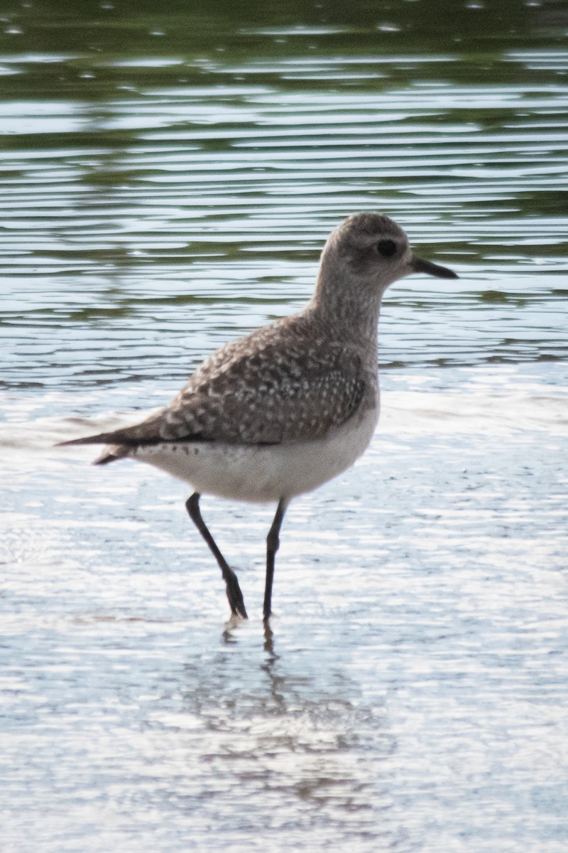 Black-bellied Plover - ML614134226