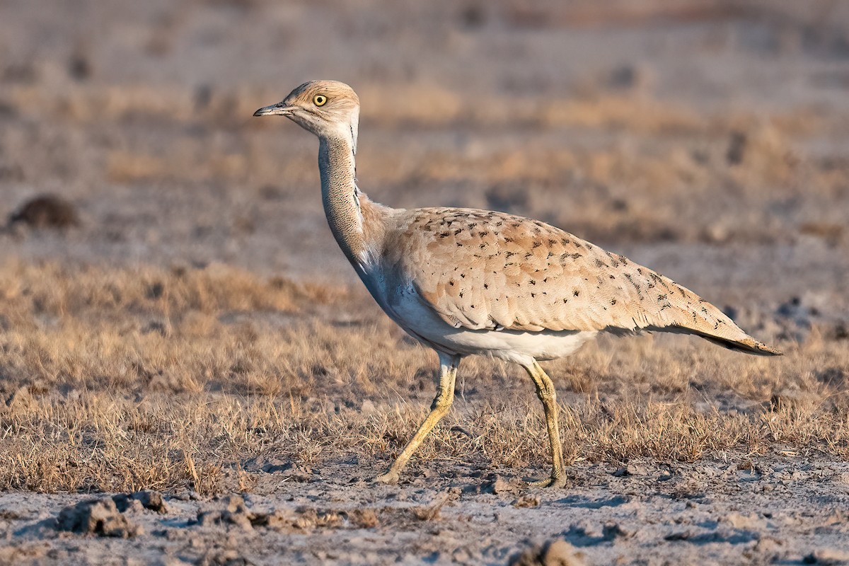 Macqueen's Bustard - Saswat Mishra