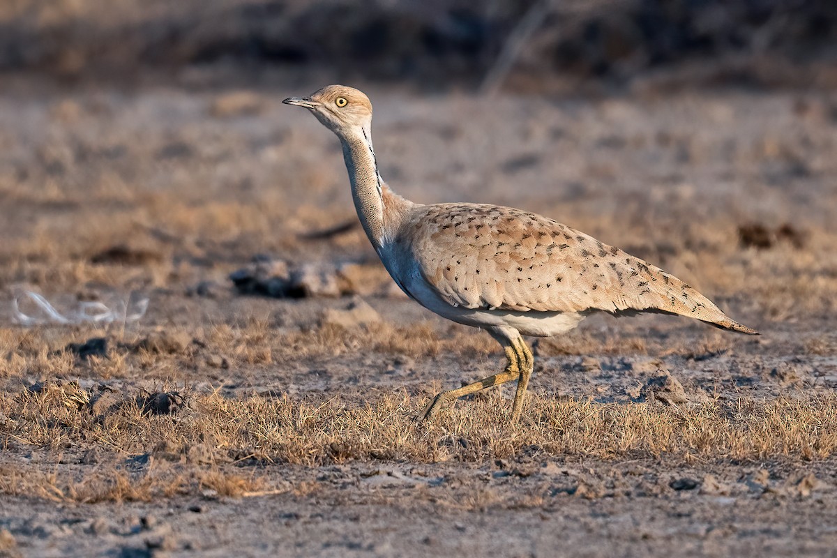 Macqueen's Bustard - Saswat Mishra