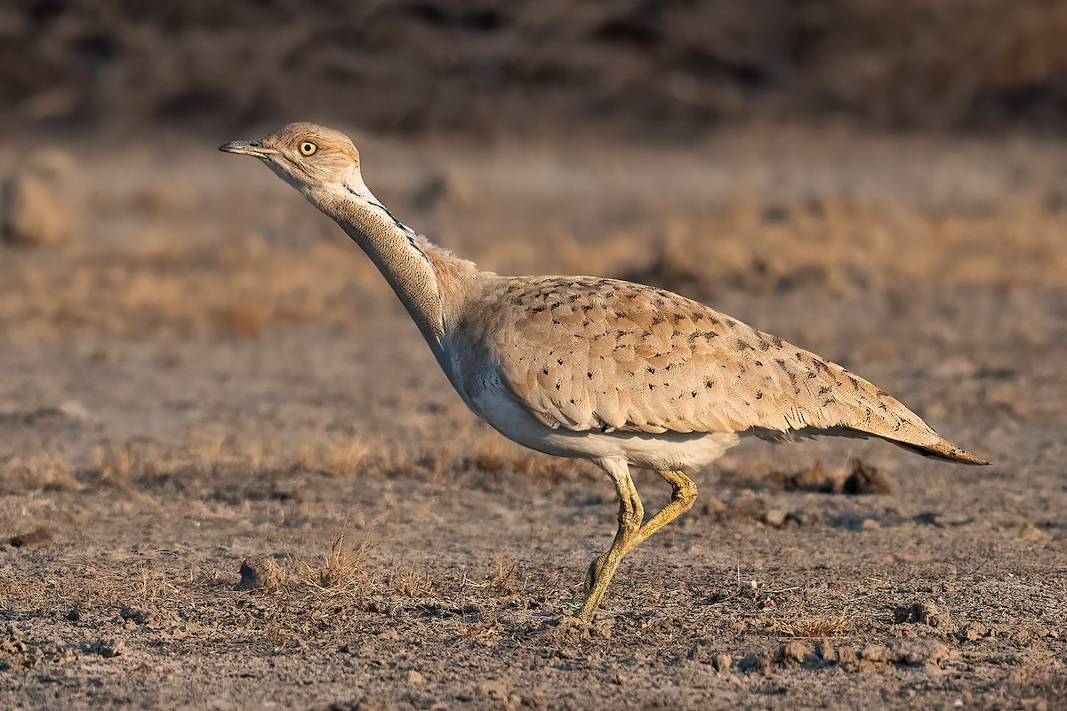 Macqueen's Bustard - Saswat Mishra