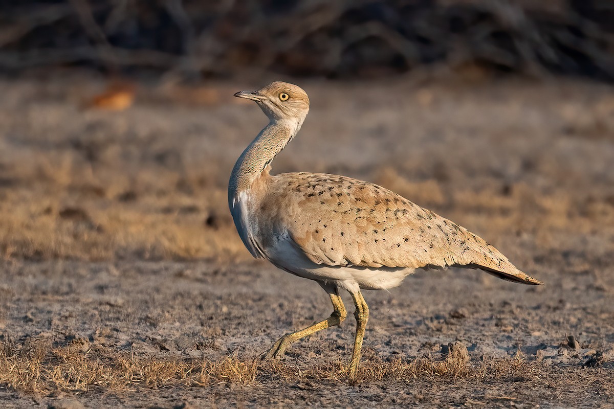 Macqueen's Bustard - Saswat Mishra