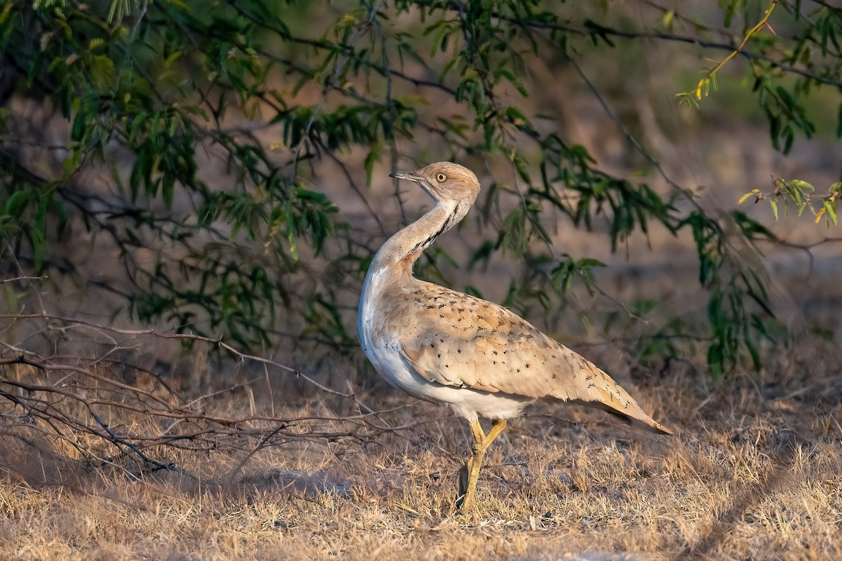 Macqueen's Bustard - Saswat Mishra