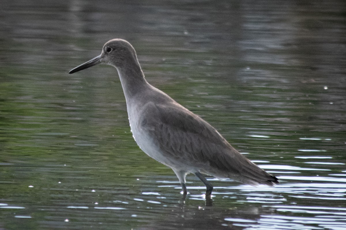 Willet - ML614134242