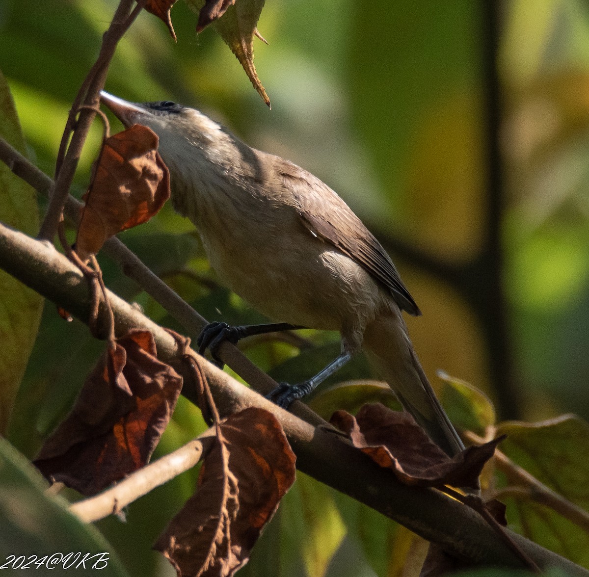 Acrocephalus sp. - ML614134245