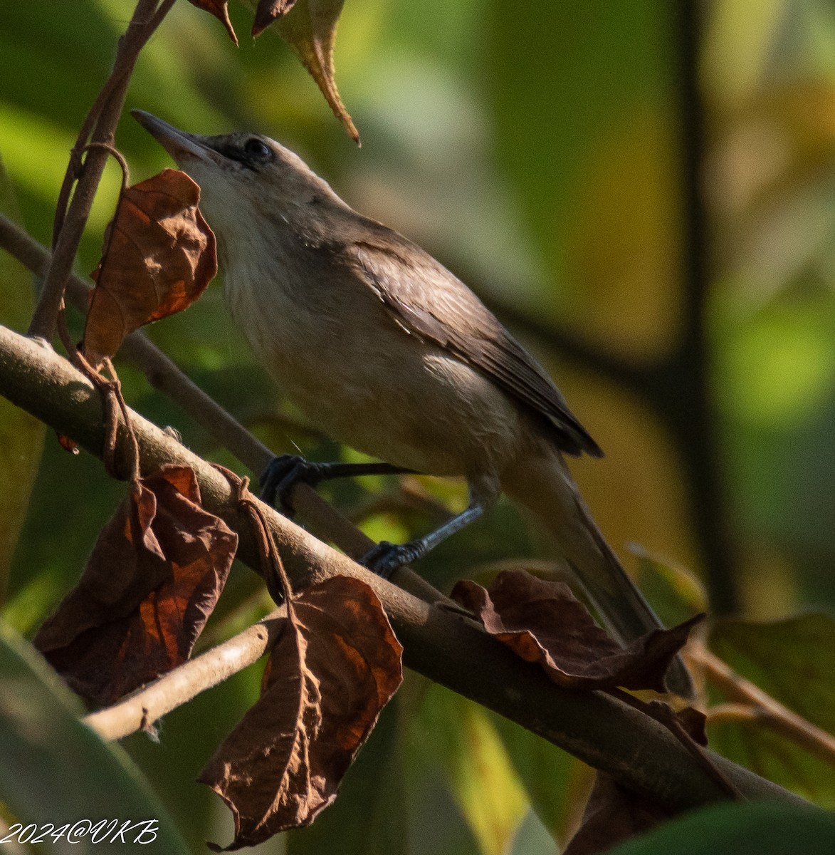 Acrocephalus sp. - ML614134247