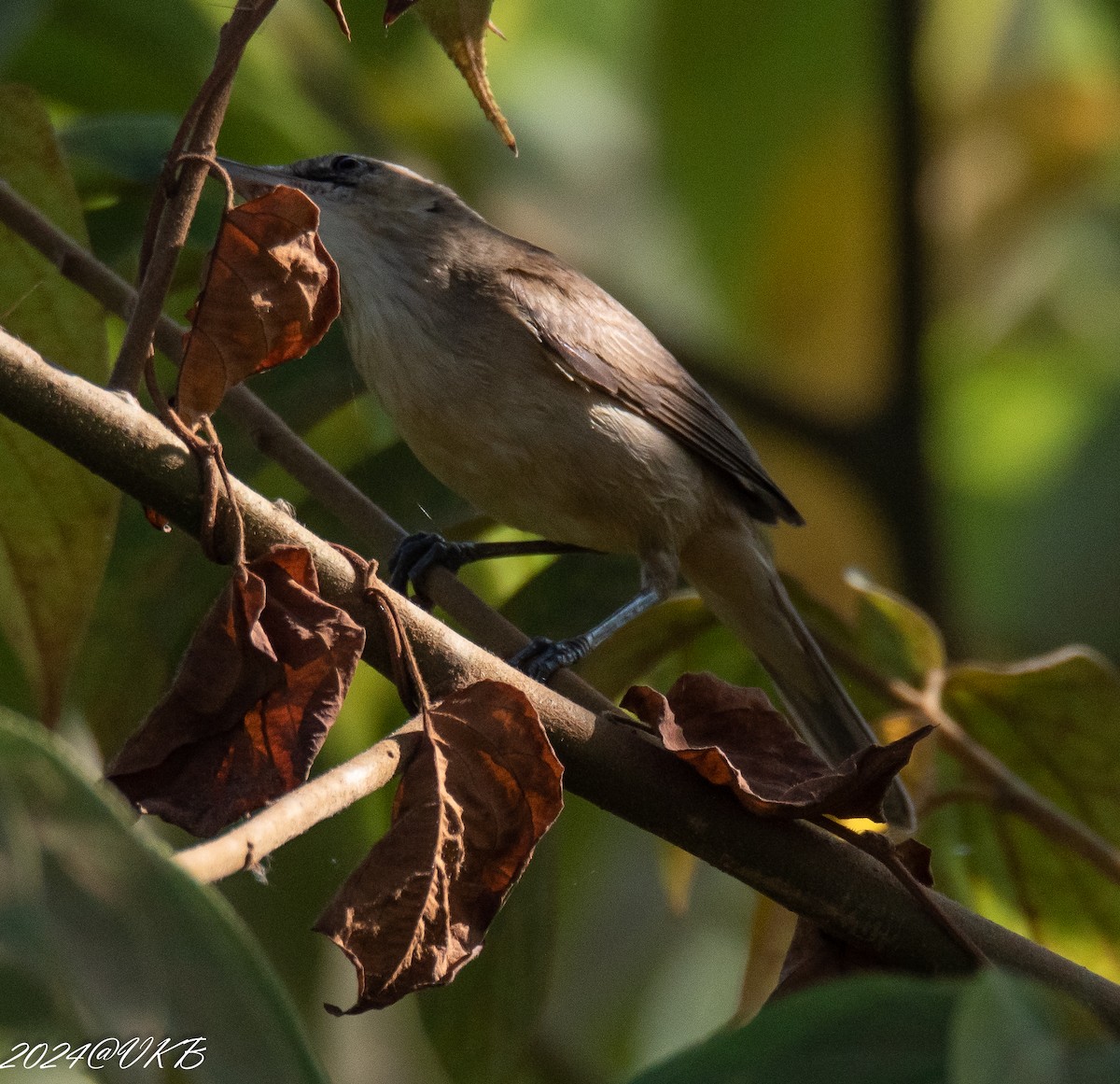 Acrocephalus sp. - ML614134249